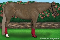 Horse Color:Chocolate Palomino 