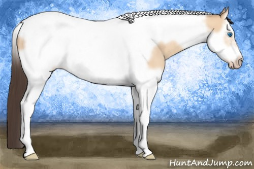 Horse Color: Amber Champagne Dun Splash Tobiano Frame 