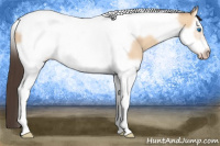 Horse Color:Amber Champagne Dun Splash Tobiano Frame