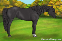 Horse Color:Smoky Black