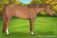 Horse Color:Liver Chestnut Sabino Rabicano 