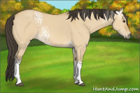 Horse Color:White Spotted Buckskin Dun 