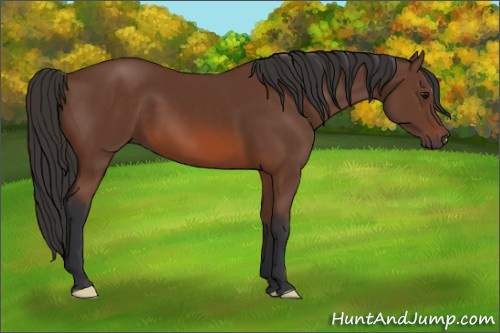 Horse Color: Unknown 