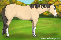 Horse Color:Buckskin Splash