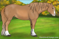 Horse Color:Chestnut Splash 
