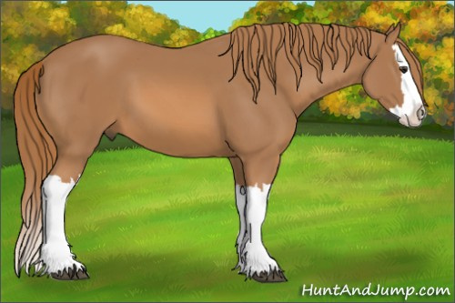 Horse Color: Chestnut Splash 