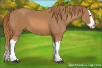 Horse Color:Chestnut Splash 