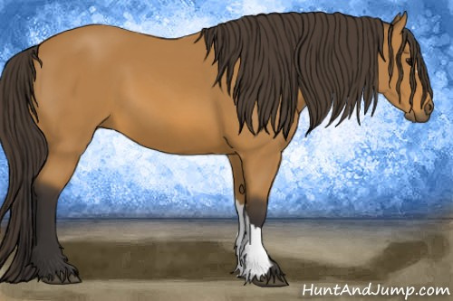 Horse Color: Buckskin 