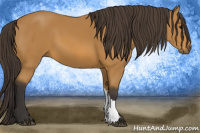 Horse Color:Buckskin 