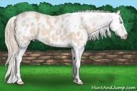 Horse Color:White Spotted Perlino Appaloosa 