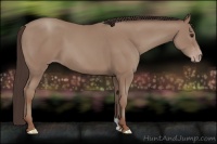 Horse Color:Classic Champagne