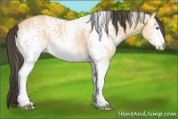 Horse Color:White Spotted Buckskin Dun 