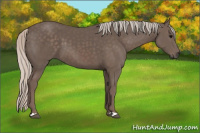 Horse Color:Silver Black