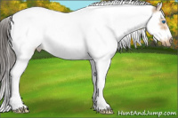 Horse Color:White Spotted Buckskin Splash Tobiano Frame