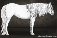 Horse Color:Gray Silver Amber Cream Champagne Roan Dun Splash Tobiano Frame Varnish Rabicano 