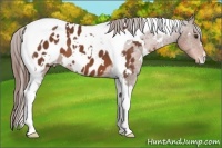 Horse Color:White Spotted Liver Chestnut Tobiano Near Leopard 