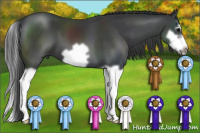 Horse Color:Black Splash Frame