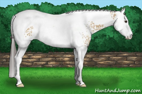 Horse Color: White Spotted Buckskin Dun Splash Tobiano 