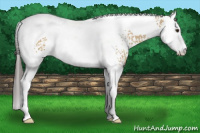 Horse Color:White Spotted Buckskin Dun Splash Tobiano 