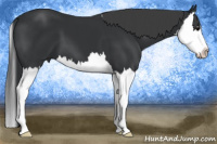 Horse Color:Black Splash