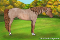 Horse Color:Red Roan