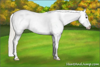Horse Color:Palomino Appaloosa