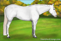 Horse Color:Red Roan Snowcap 