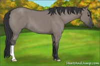 Horse Color:Grullo Roan 