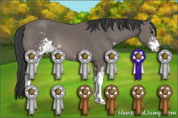 Horse Color:Black Sabino 