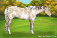 Horse Color:White Spotted Grullo Pearl 