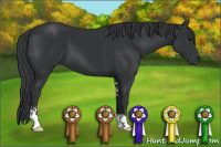 Horse Color:Black Sabino 