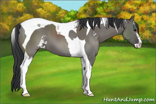 Horse Color: Grullo Sabino Tobiano 