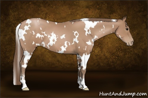 Horse Color: White Spotted Black Pearl Sabino 