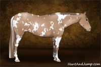 Horse Color:White Spotted Black Pearl Sabino 