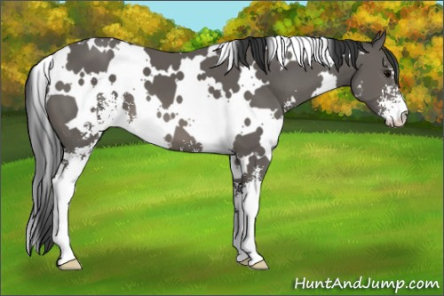 Horse Color: White Spotted Black Sabino 
