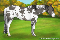 Horse Color:White Spotted Black Sabino 