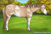 Horse Color:Black Pearl Sabino 
