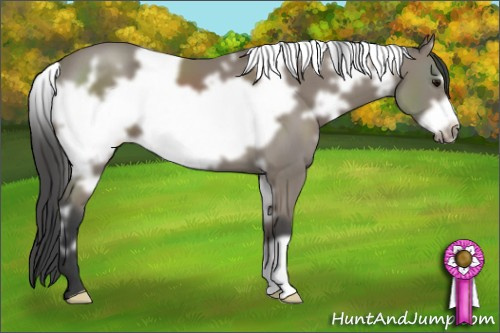 Horse Color: White Spotted Black Frame 