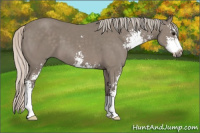 Horse Color:Silver Black Sabino 