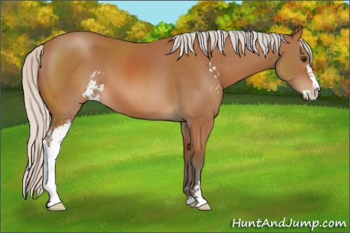 Horse Color: Silver Bay Sabino 