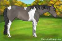 Horse Color:Brown Sabino Tobiano 
