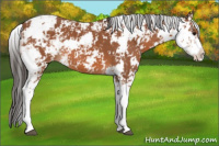 Horse Color:Bay Sabino 