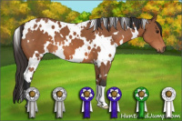 Horse Color:White Spotted Bay 