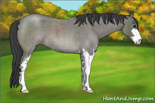 Horse Color: Blue Roan Sabino 