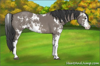 Horse Color:Grullo Sabino 