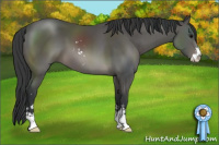Horse Color:Black Sabino