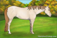 Horse Color:Red Dun Pearl 