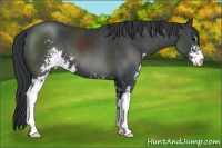 Horse Color:Black Sabino