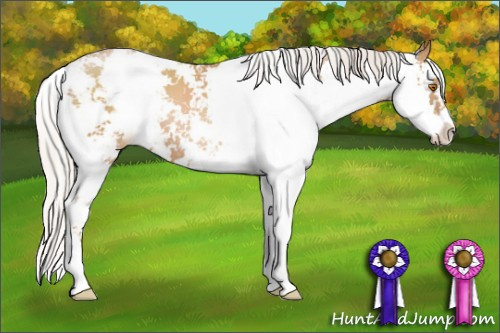 Horse Color: Silver Black Pearl Sabino 