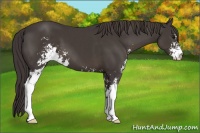 Horse Color:Smoky Black Sabino 